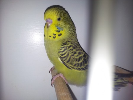 grijs groen man